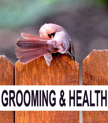 Grooming & Health