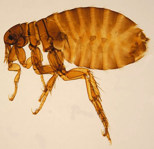 How To Get Rid Of Fleas In Your Home