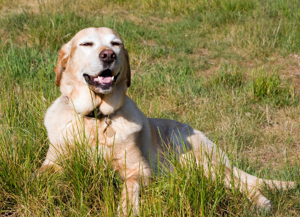 How To Make Your Dog Happy